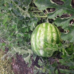 die Melone wächst
